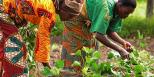 Mulleres africanas cultivando a terra