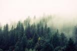 Bosque.